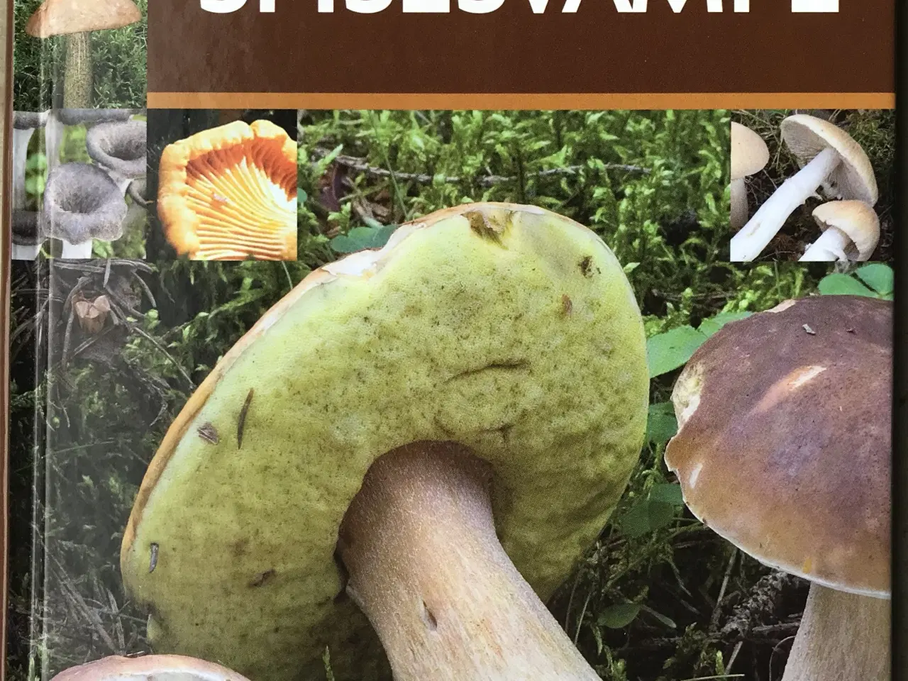 Billede 1 - De bedste spisesvampe, Michael Krikorev