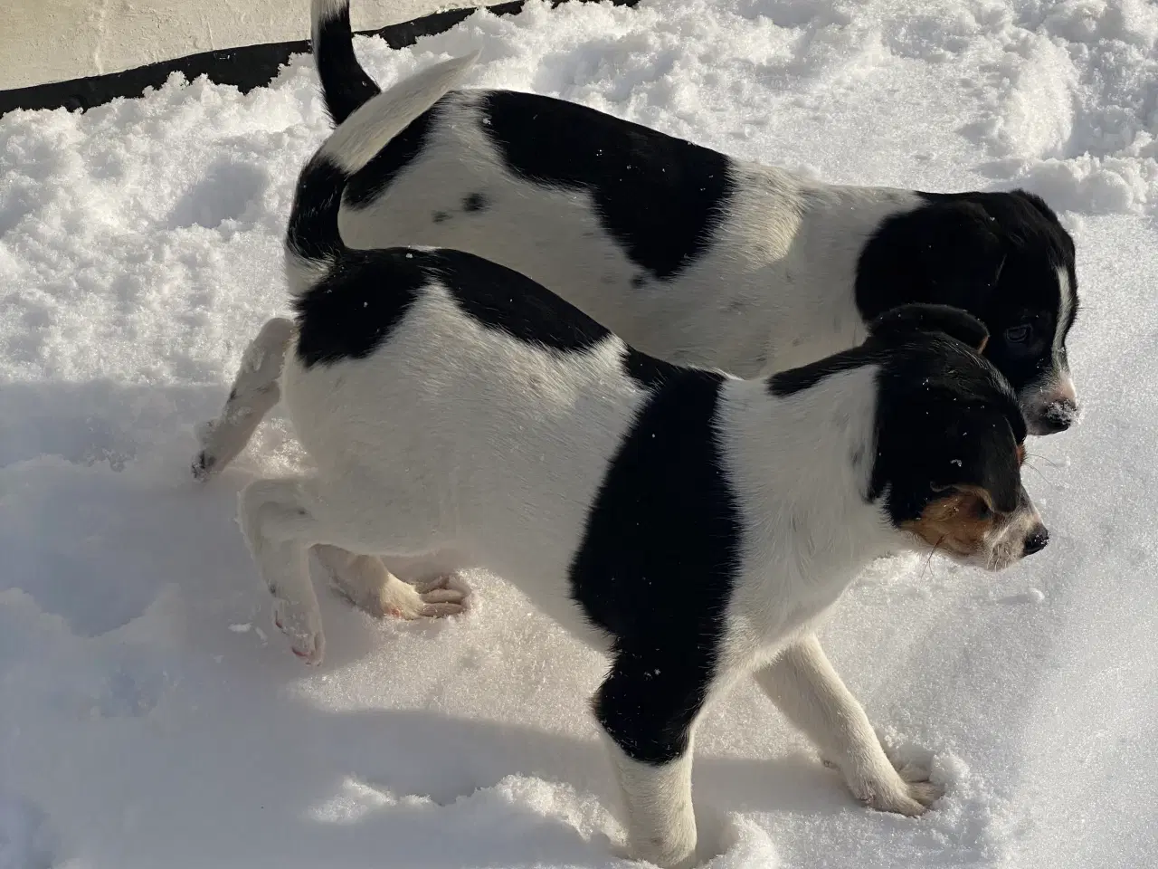 Billede 18 - Dansksvensk gårdhund til salg