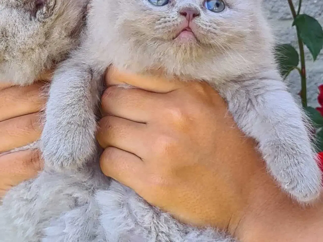Billede 1 - British Shorthair killinger 