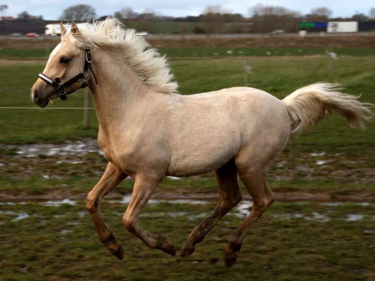 Billede 2 - Smuk Pony Welsh Partbred 1 år 130 cm.