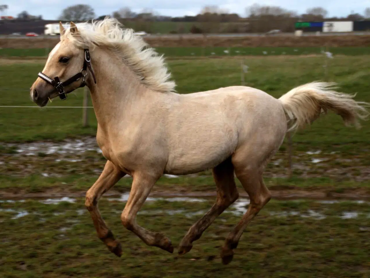 Billede 2 - Smuk Welsh Partbred pony. Født 19.05.23 