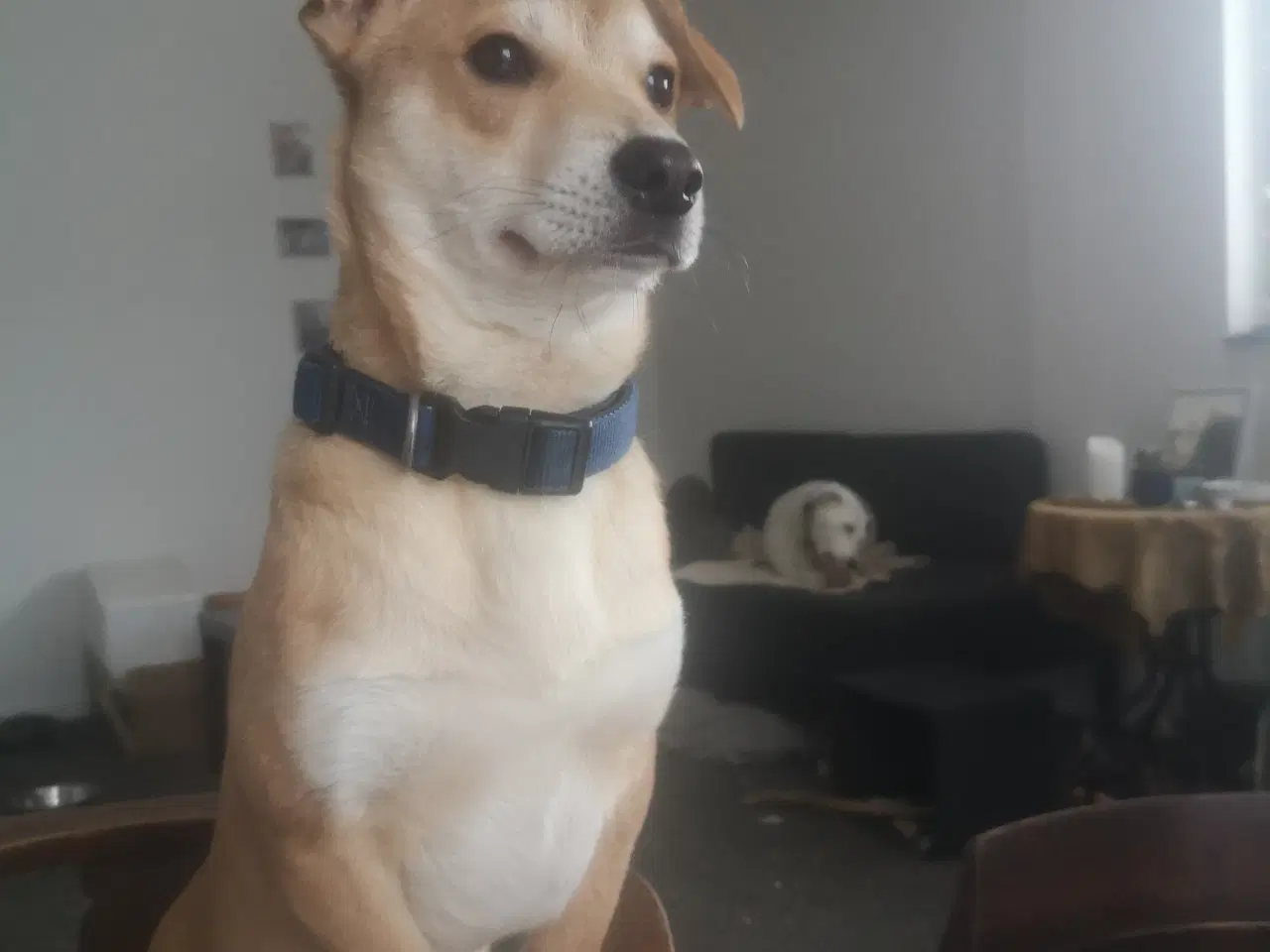 Billede 5 - Lækre paddy, i pleje i DK 