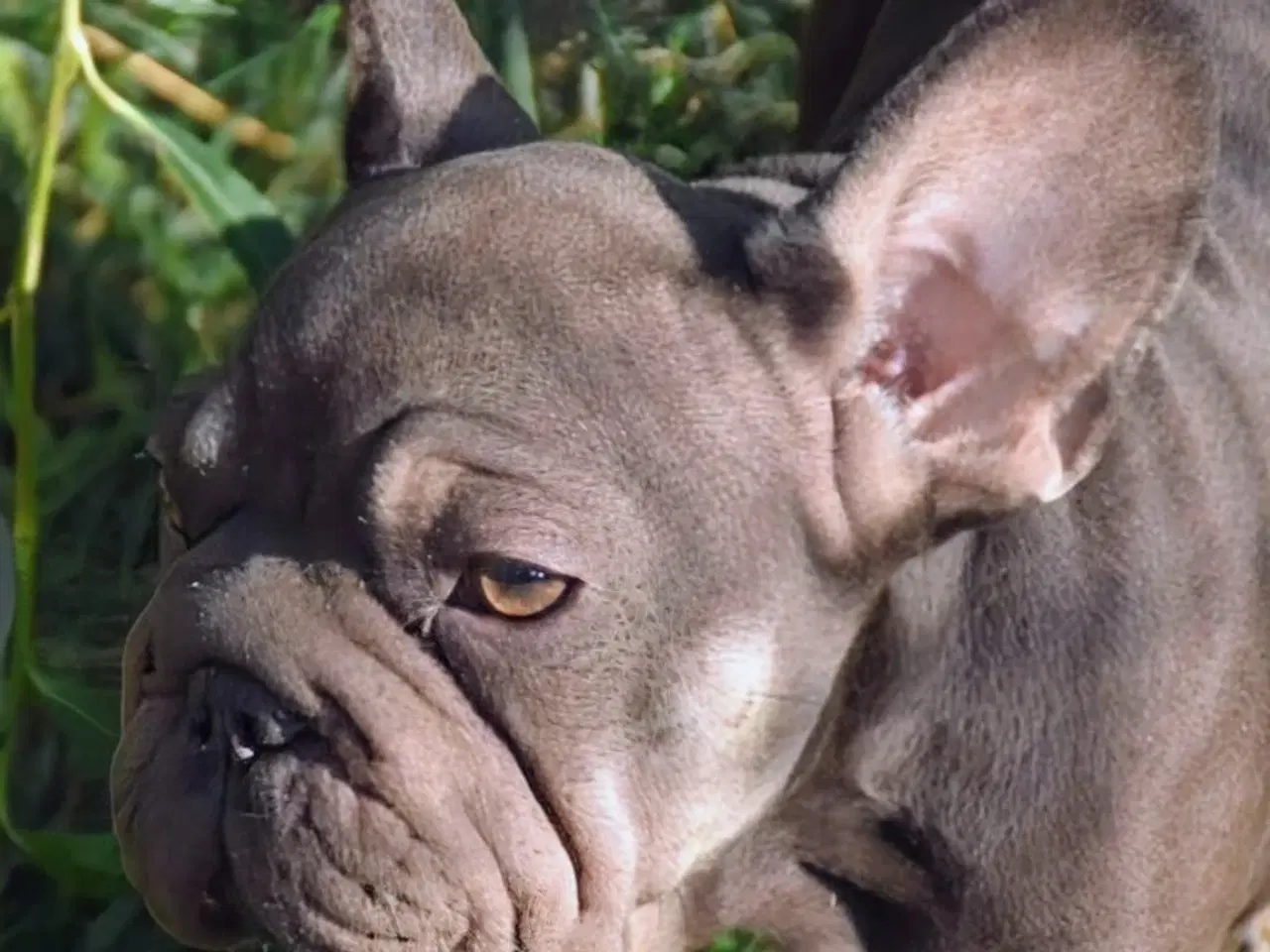 Billede 10 - Fransk Velvet bulldog. NEDSAT!