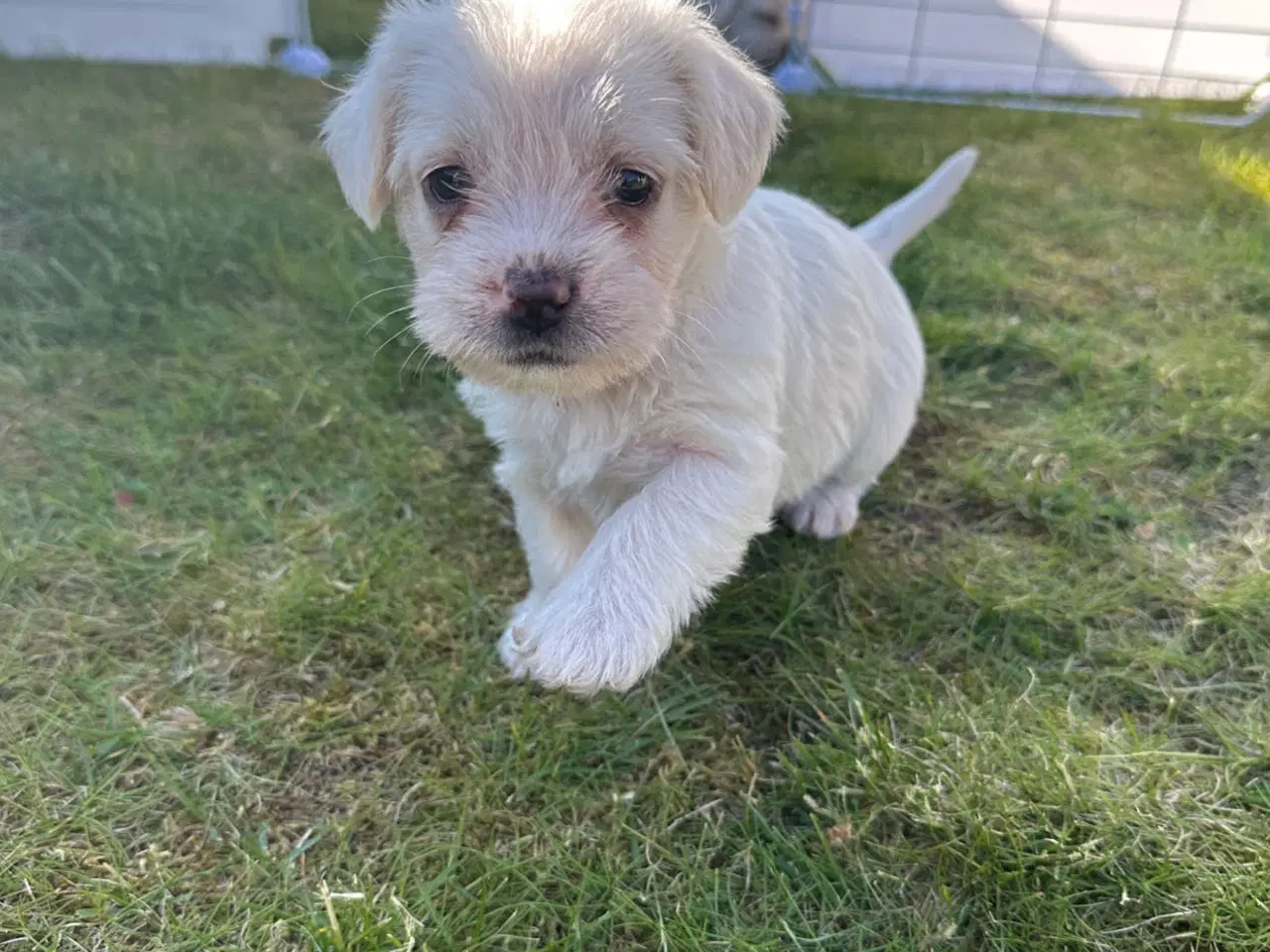 Billede 4 - Hvalpe Bichon havanais/Fransk bulldog