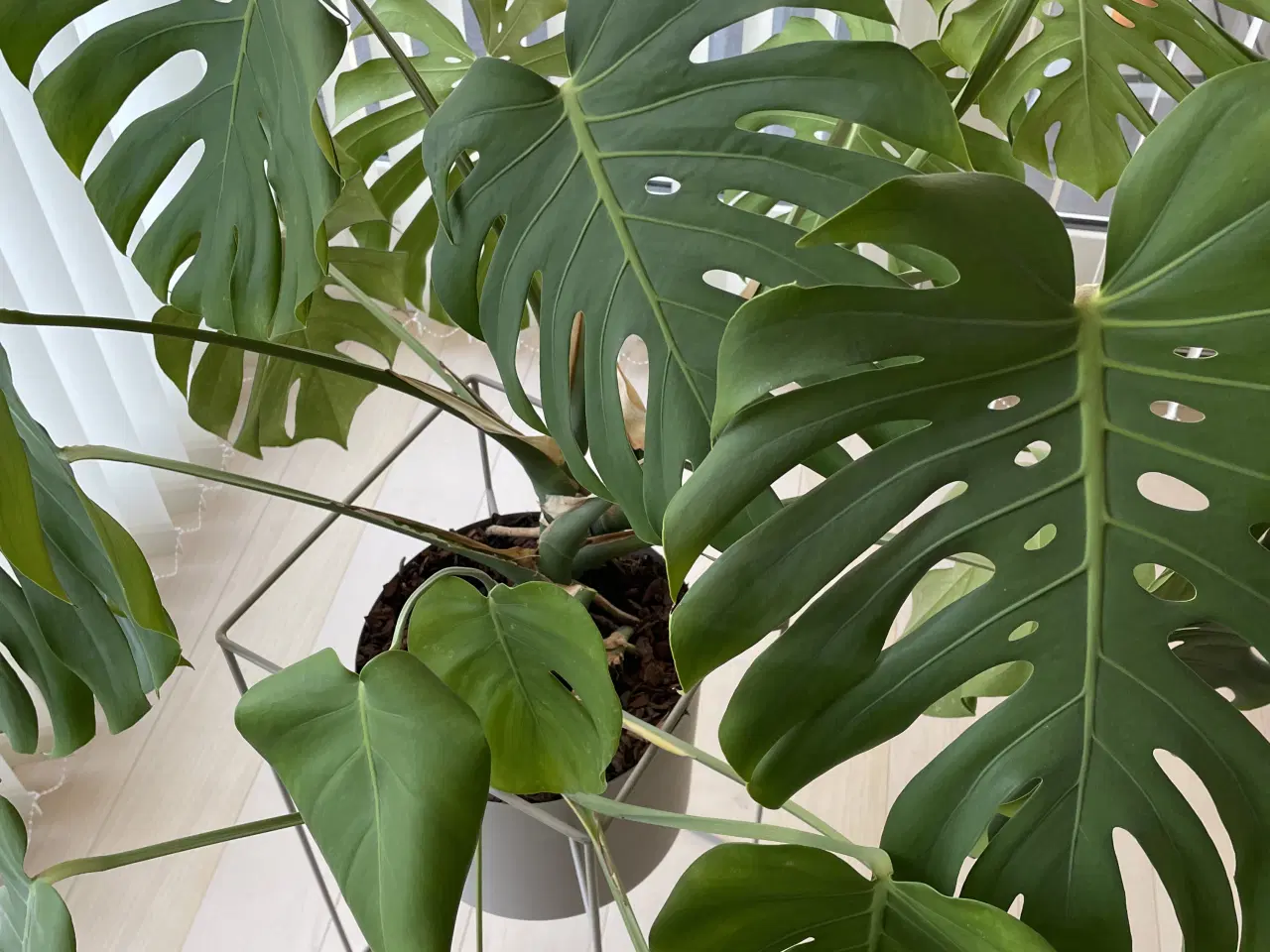 Billede 2 - Stor monstera i urtepotte