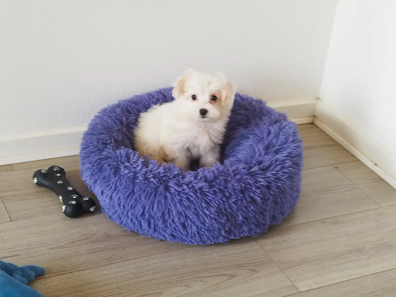 Billede 1 - Coton de Tulear/ malteser hvalpe