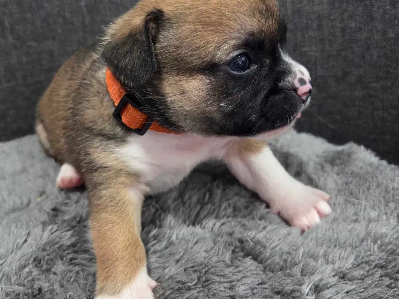 Billede 14 - Bullhuahua hvalpe 