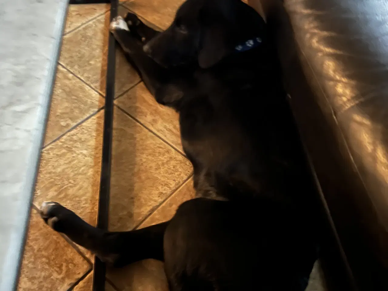 Billede 2 - Kleinemünsterlænder/schæfer hvalp