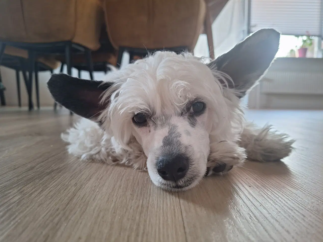 Billede 5 - Chinese crested powder puff (Allergivenlig)