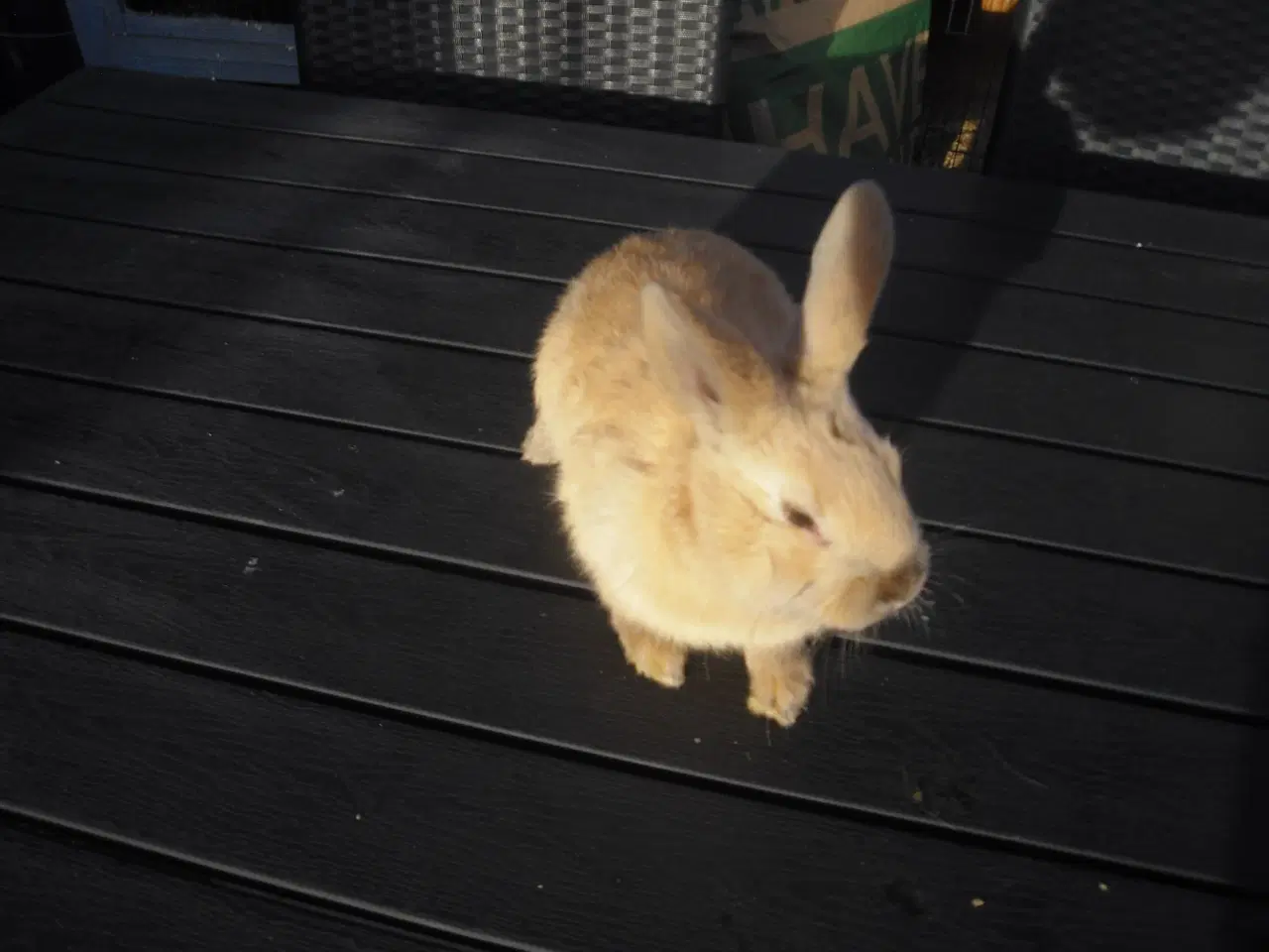 Billede 1 - kanin