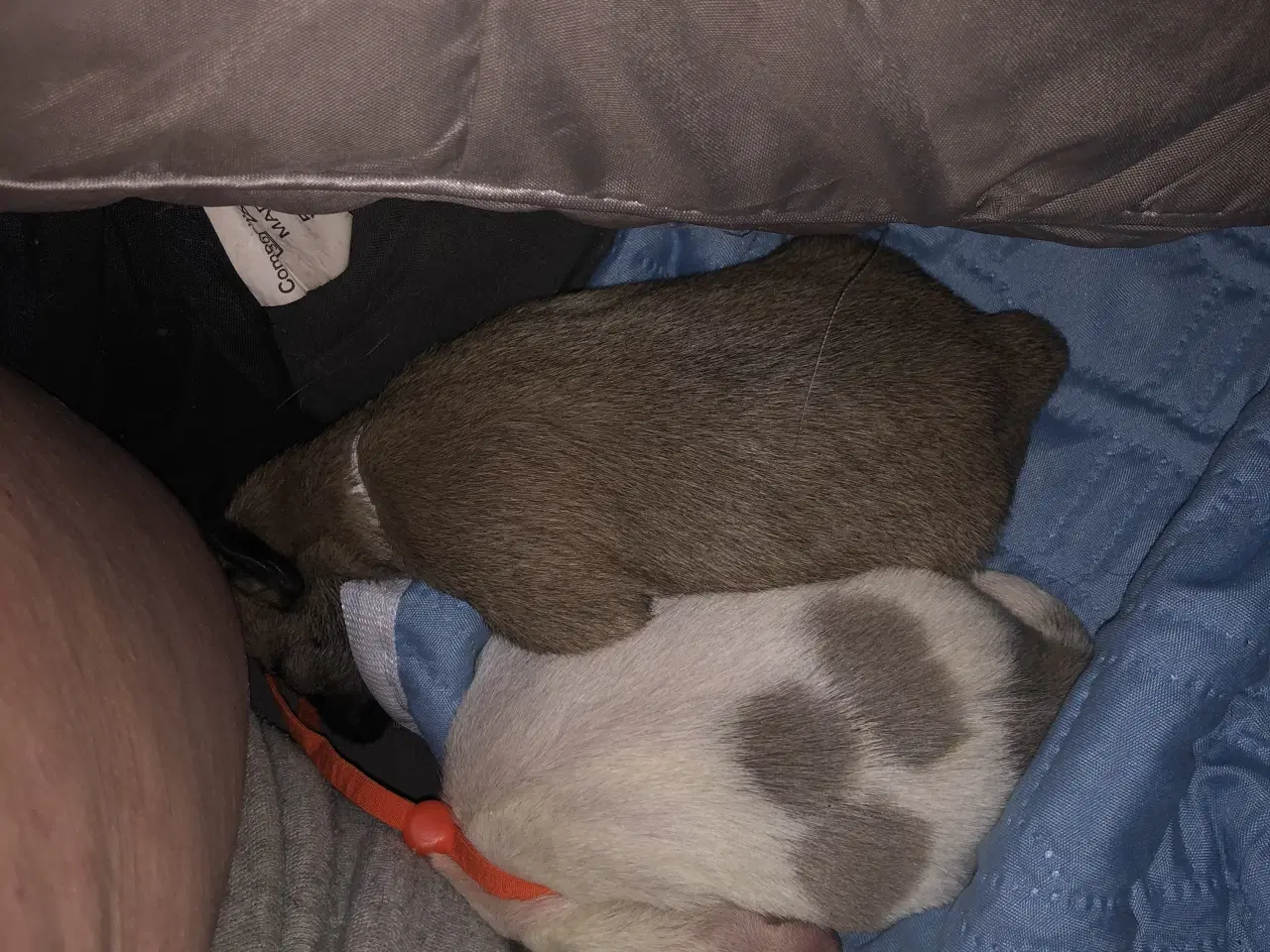 Billede 1 - Shih Tzu/ Chihuahua blanding piger