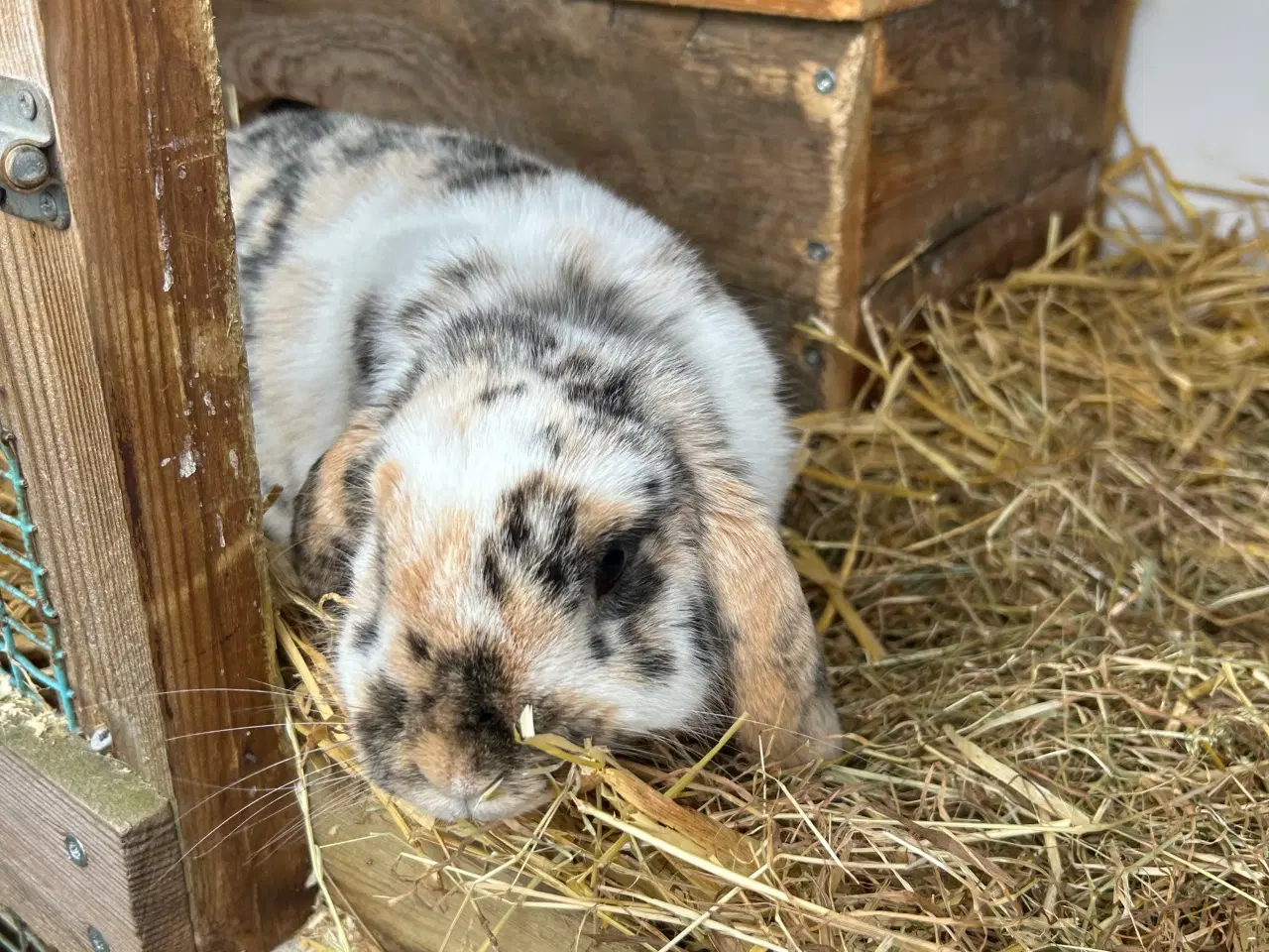 Billede 3 - Dværg Kanin