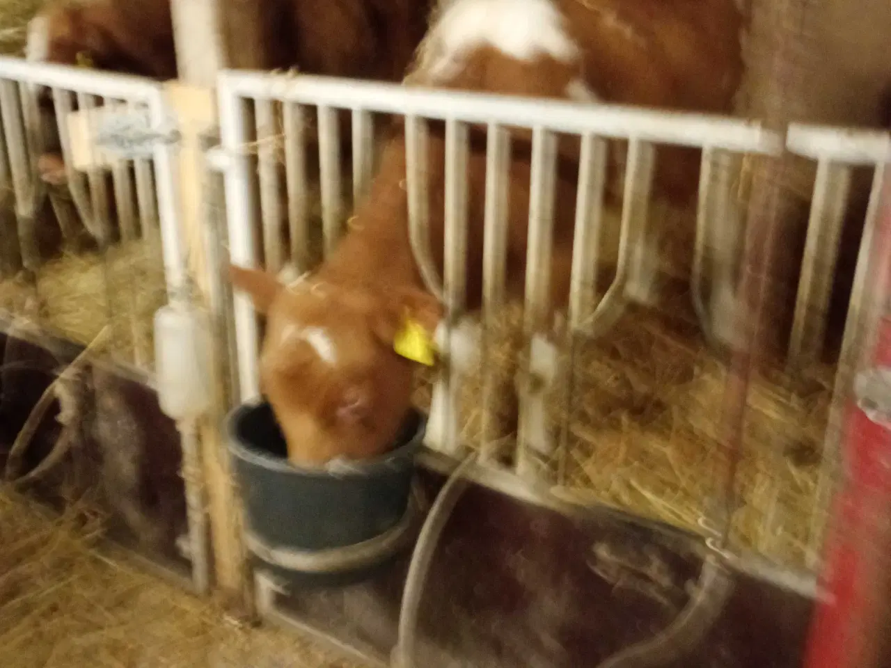 Billede 2 - Ungtyre sælges 