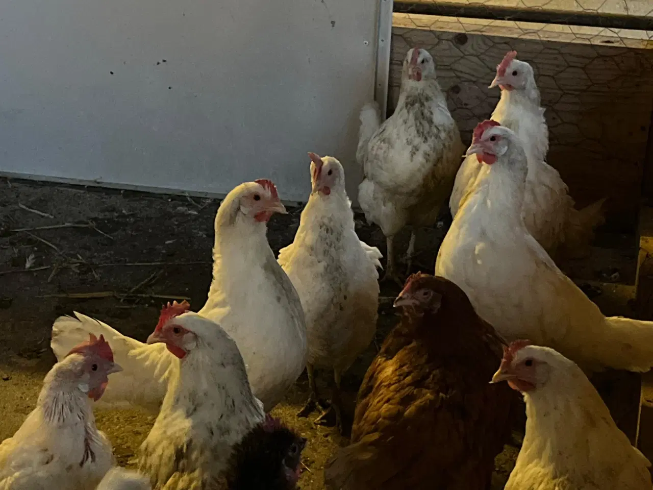 Billede 2 - høns og haner til salg 