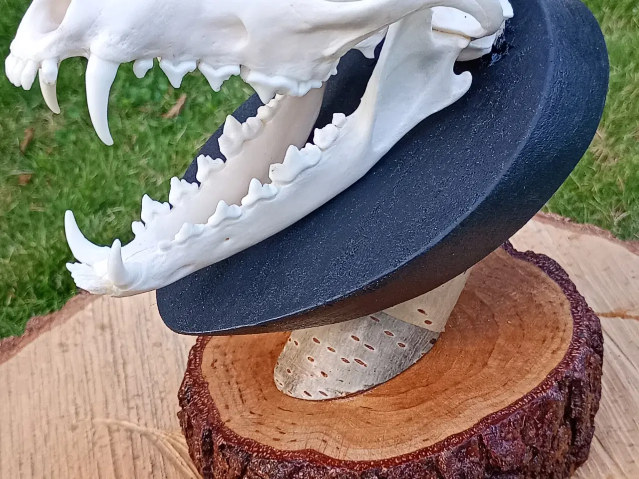 Billede 5 - Ræve kraniet