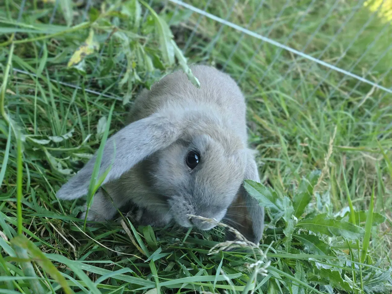 Billede 4 - Fri-Kanin 16 uger 🐰