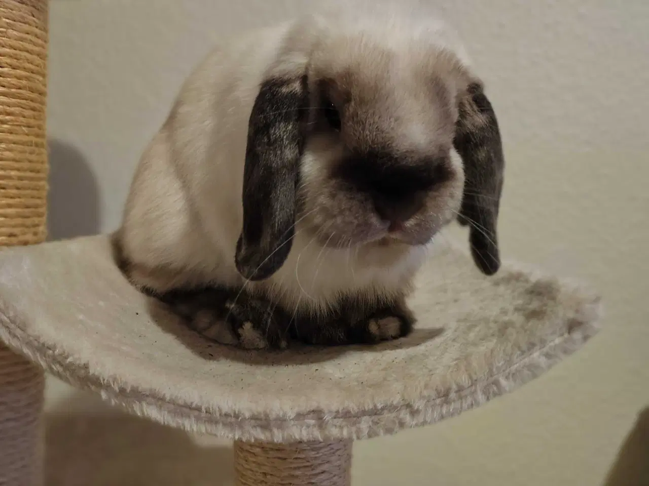 Billede 3 - Kastreret han og Neutraliseret hun 🍀