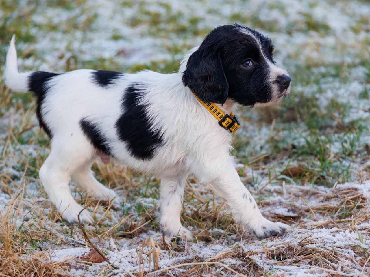 Billede 6 - Skønne jagt og familiehunde