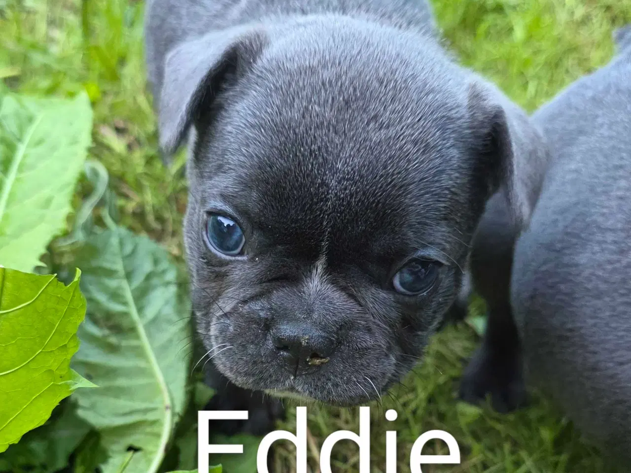 Billede 4 - Fransk  Bulldog 