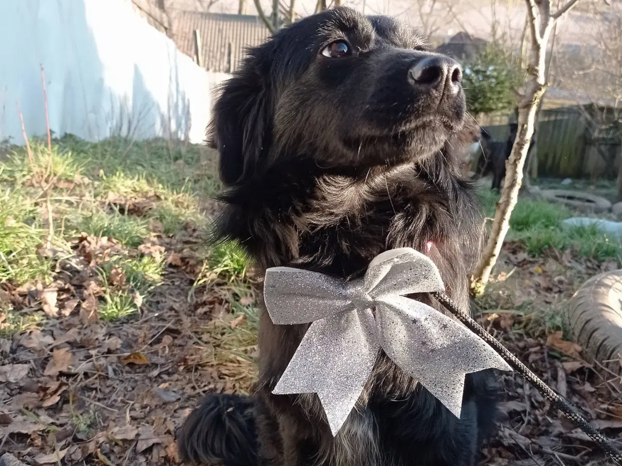 Billede 4 - Astrid fra A-holdet - Mild og kærlig