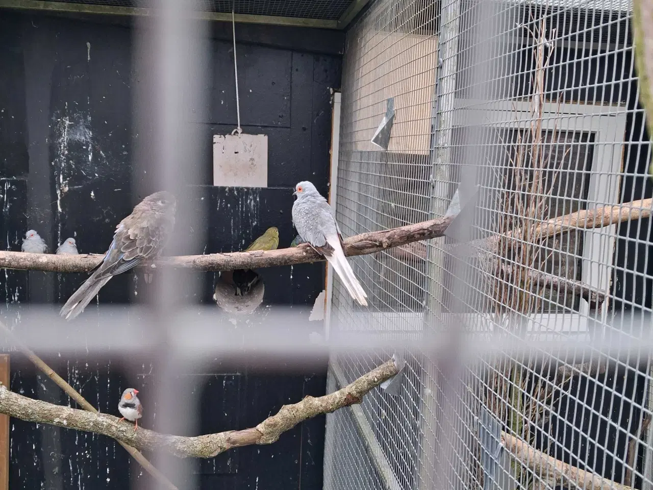 Billede 3 - Diamant due