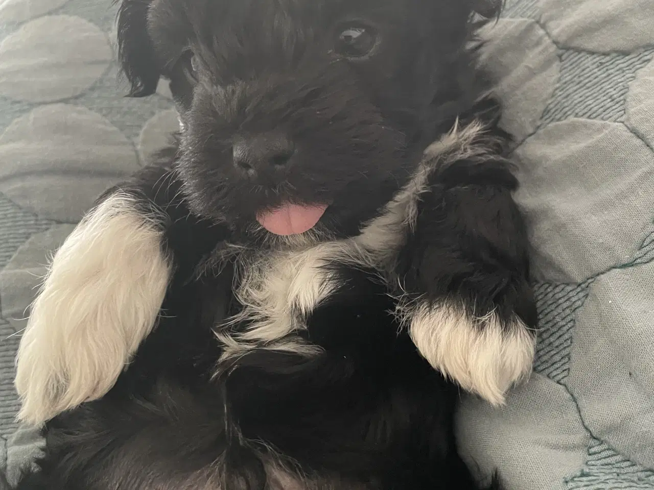 Billede 1 - Bichon Havanais hvalpe 