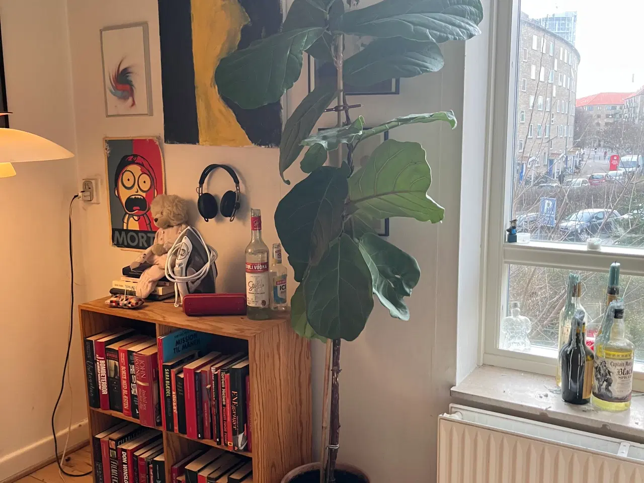 Billede 1 - 2 m højt violintræ 