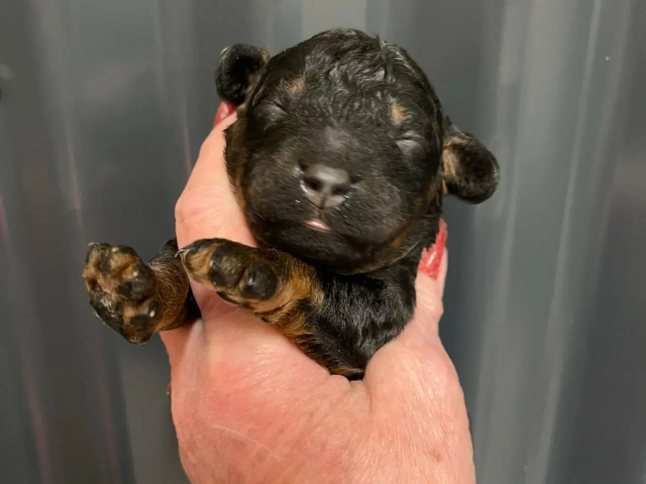 Billede 3 - Skønne mellem Labradoodler med klippe pels