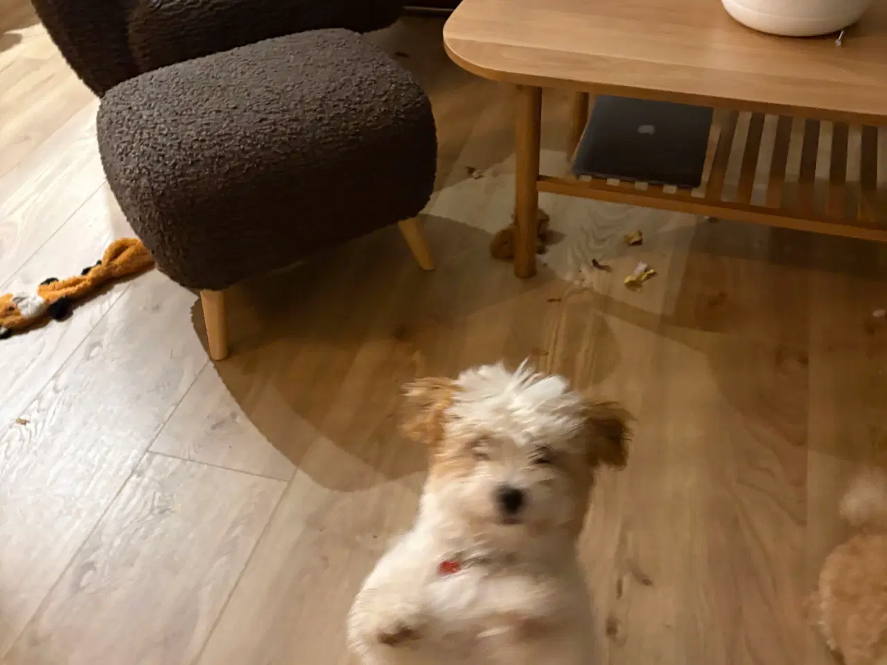 Billede 5 - Bichon Havanais med et strejf af malterser