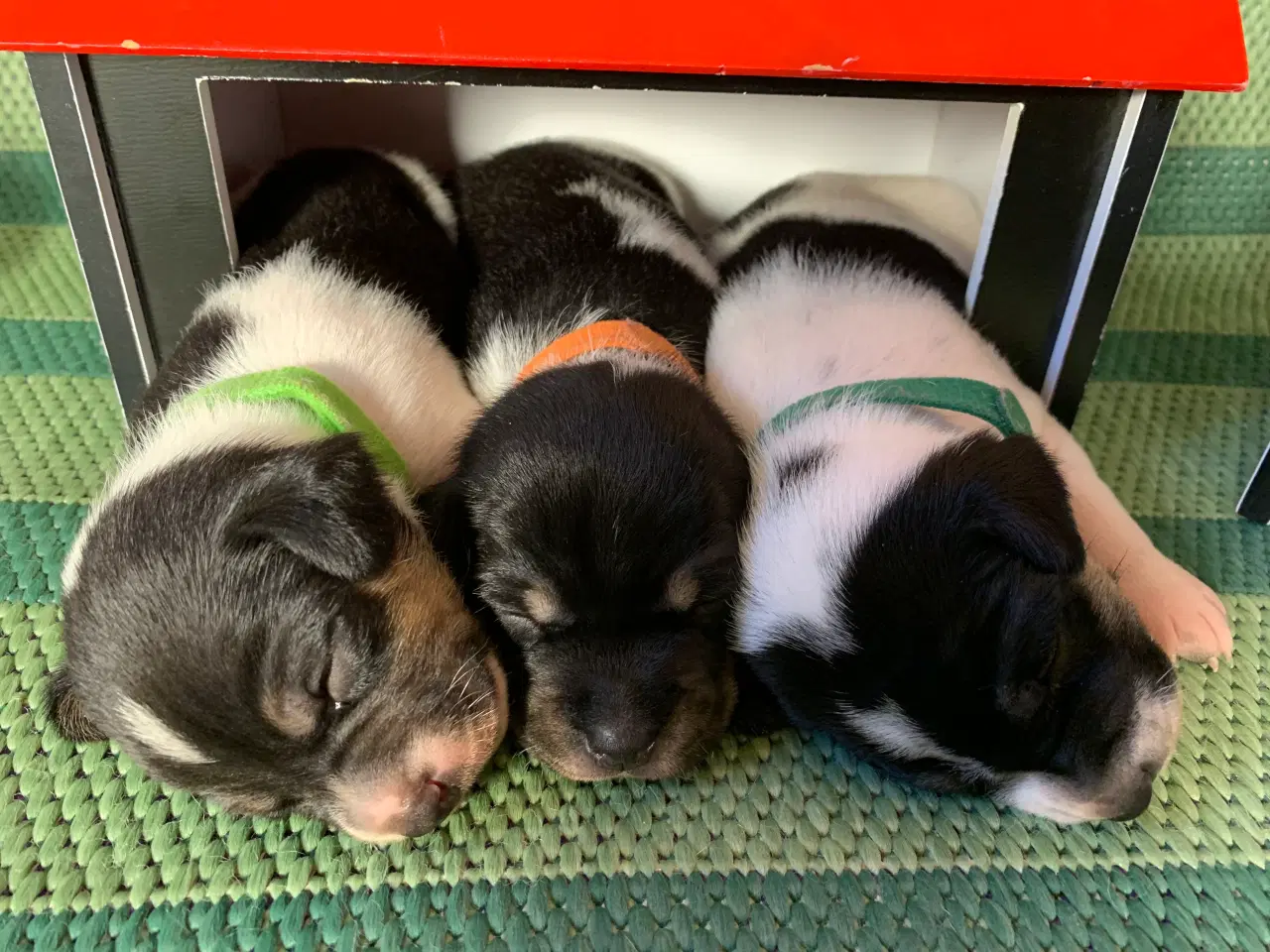Billede 2 - Dansk svensk gårdhundehvalpe