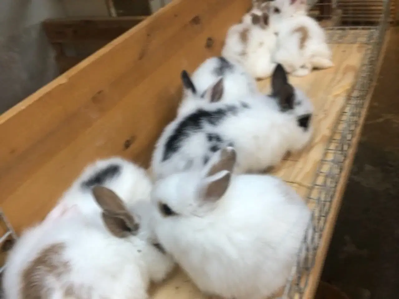 Billede 2 - dværgKaninunger