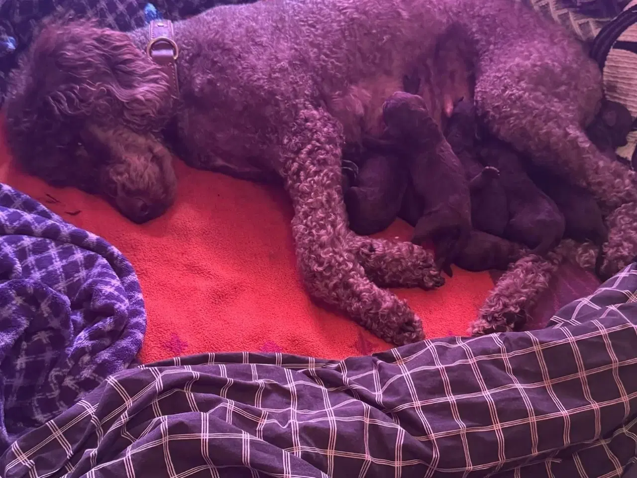 Billede 4 - Poodle hvalpe