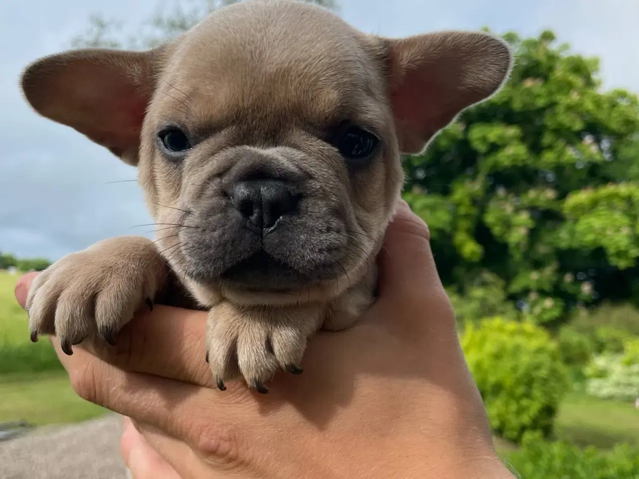 Billede 7 - Franske bulldog hvalpe