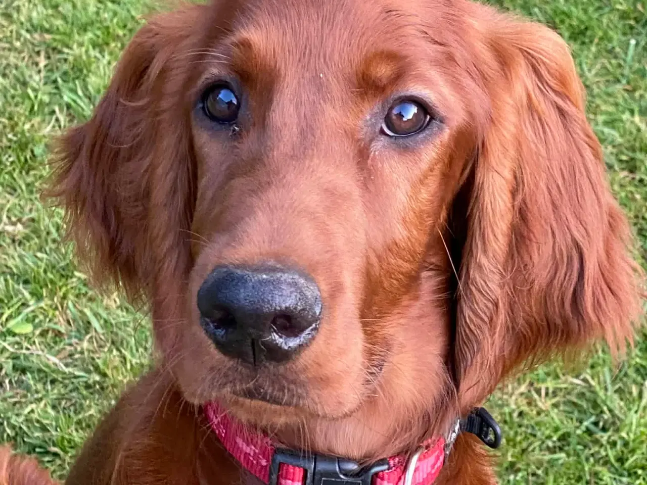 Billede 5 - 🐾 Smukke Lady – Ægte Irsk Setter fra udstillingsl