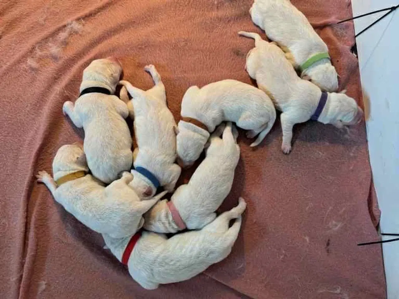 Billede 3 - Ønsker du en hund i julegave