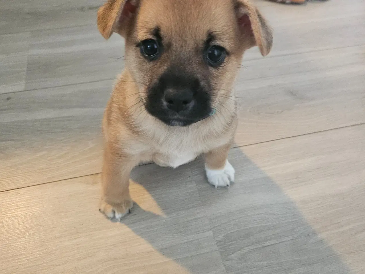 Billede 1 - Hundehvalpe 