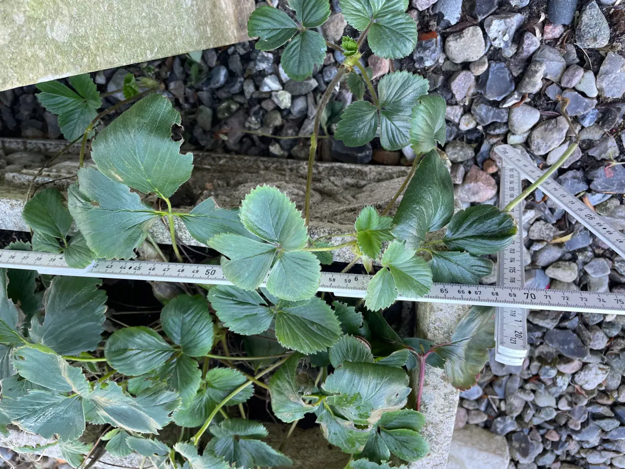 Billede 4 - Smuk fransk antik sandsten blomsterkasse 