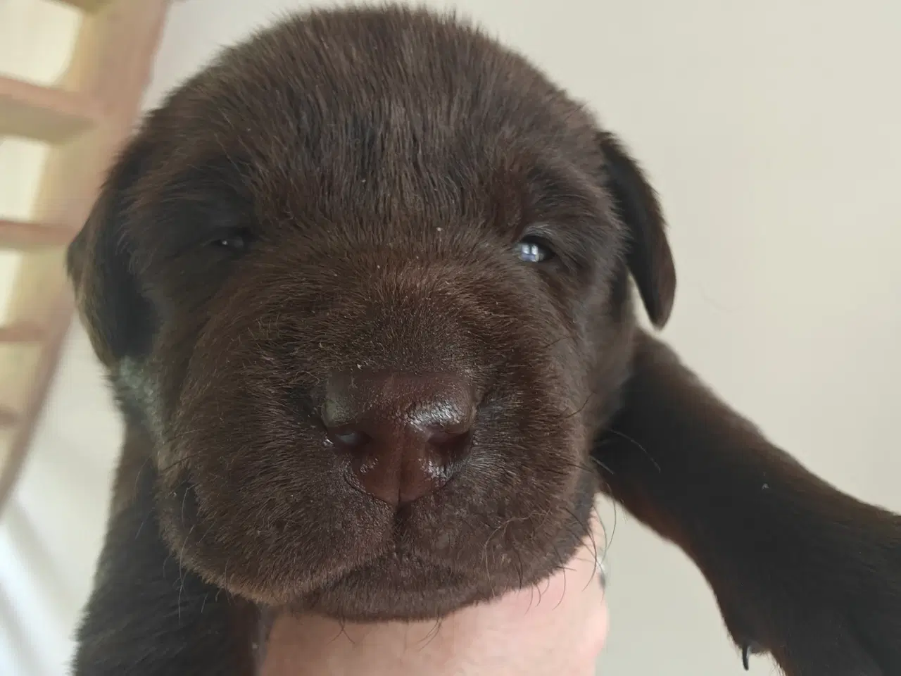 Billede 3 - Brun labrador hvalpe sælges 