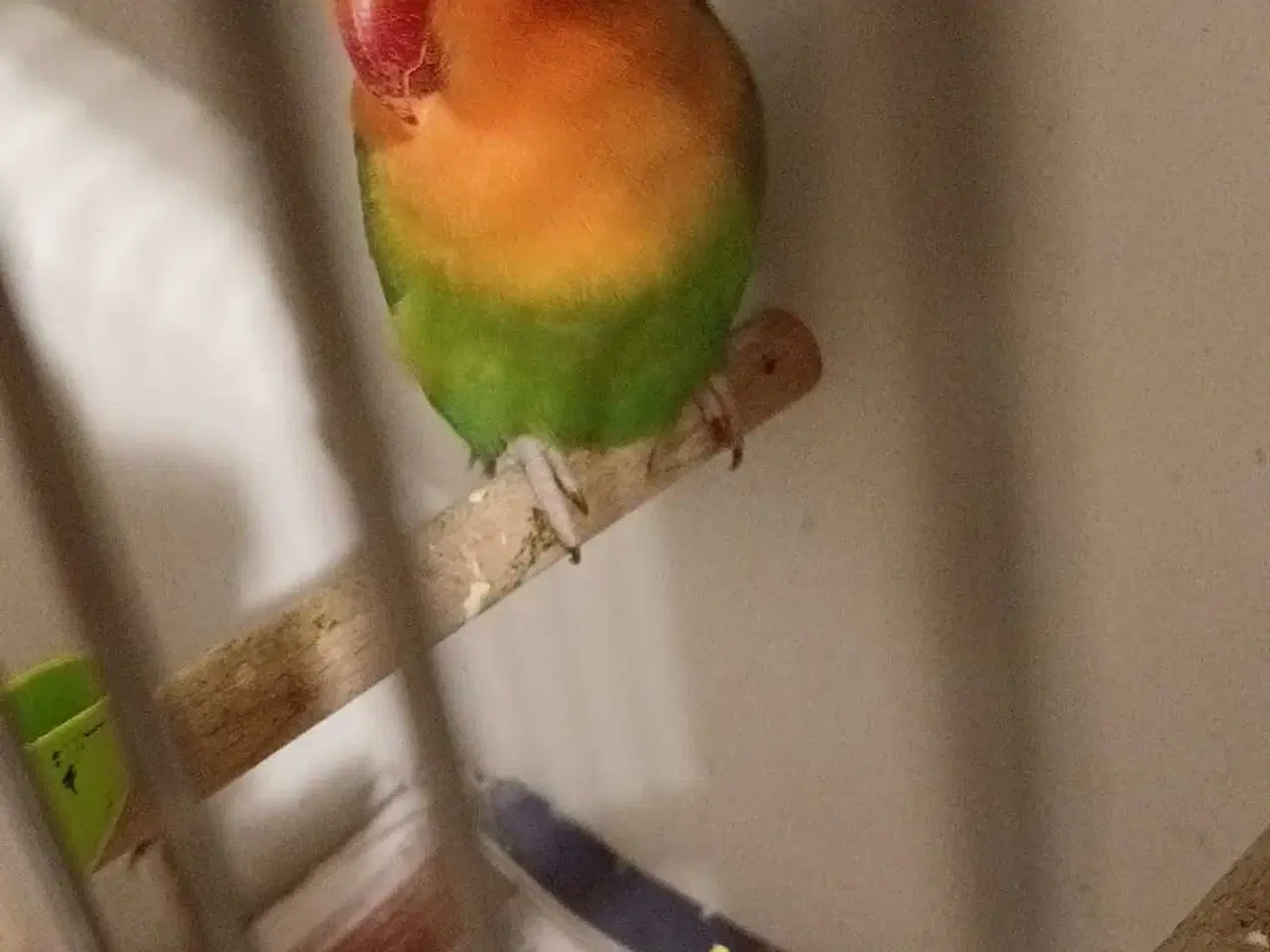 Billede 2 - Dværgpapegøje 