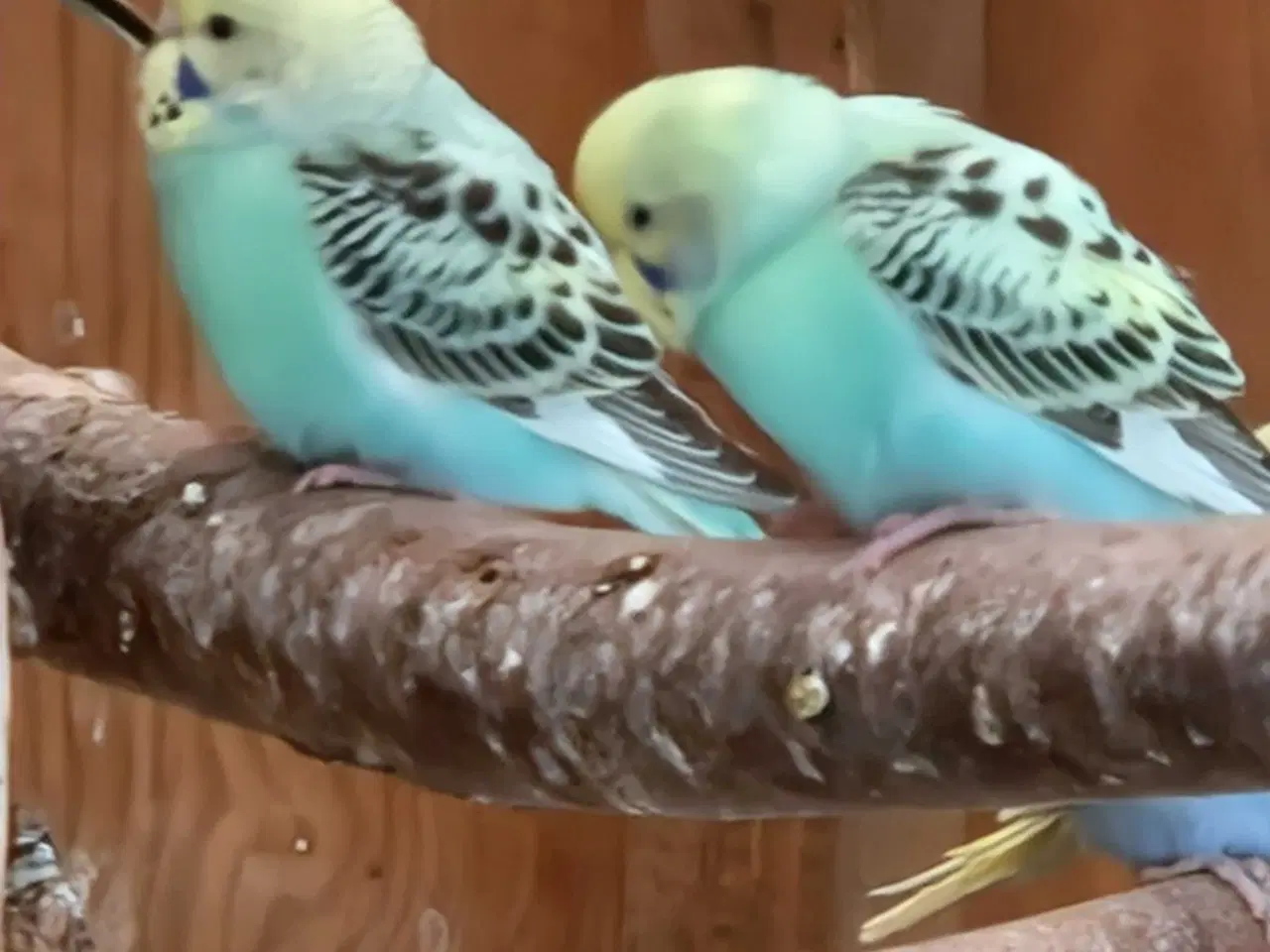 Billede 5 - Undulat unger