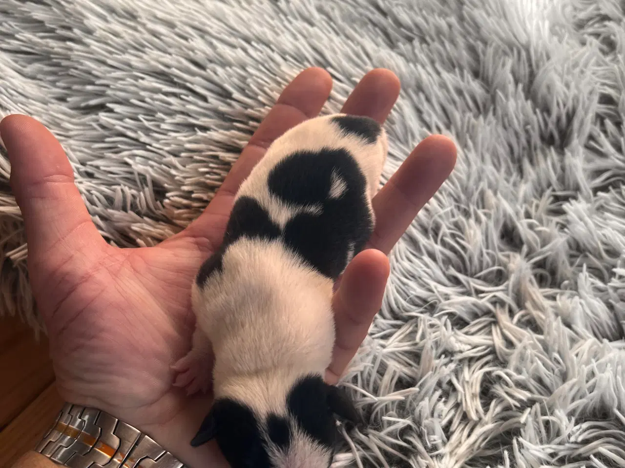 Billede 5 - Jack russel hvalpe 