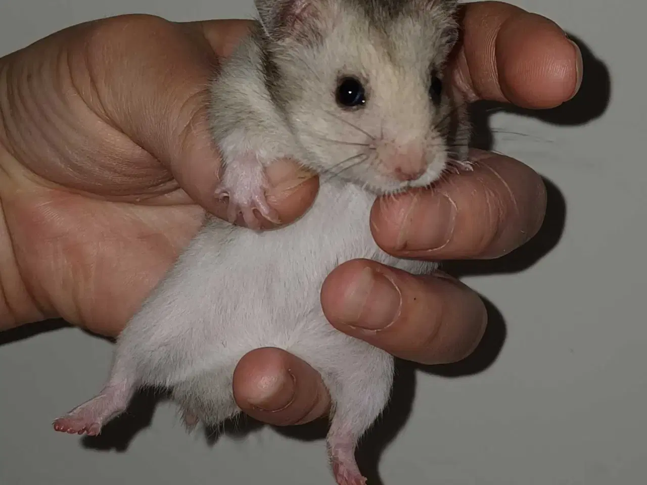 Billede 20 - Guldhamster unger 