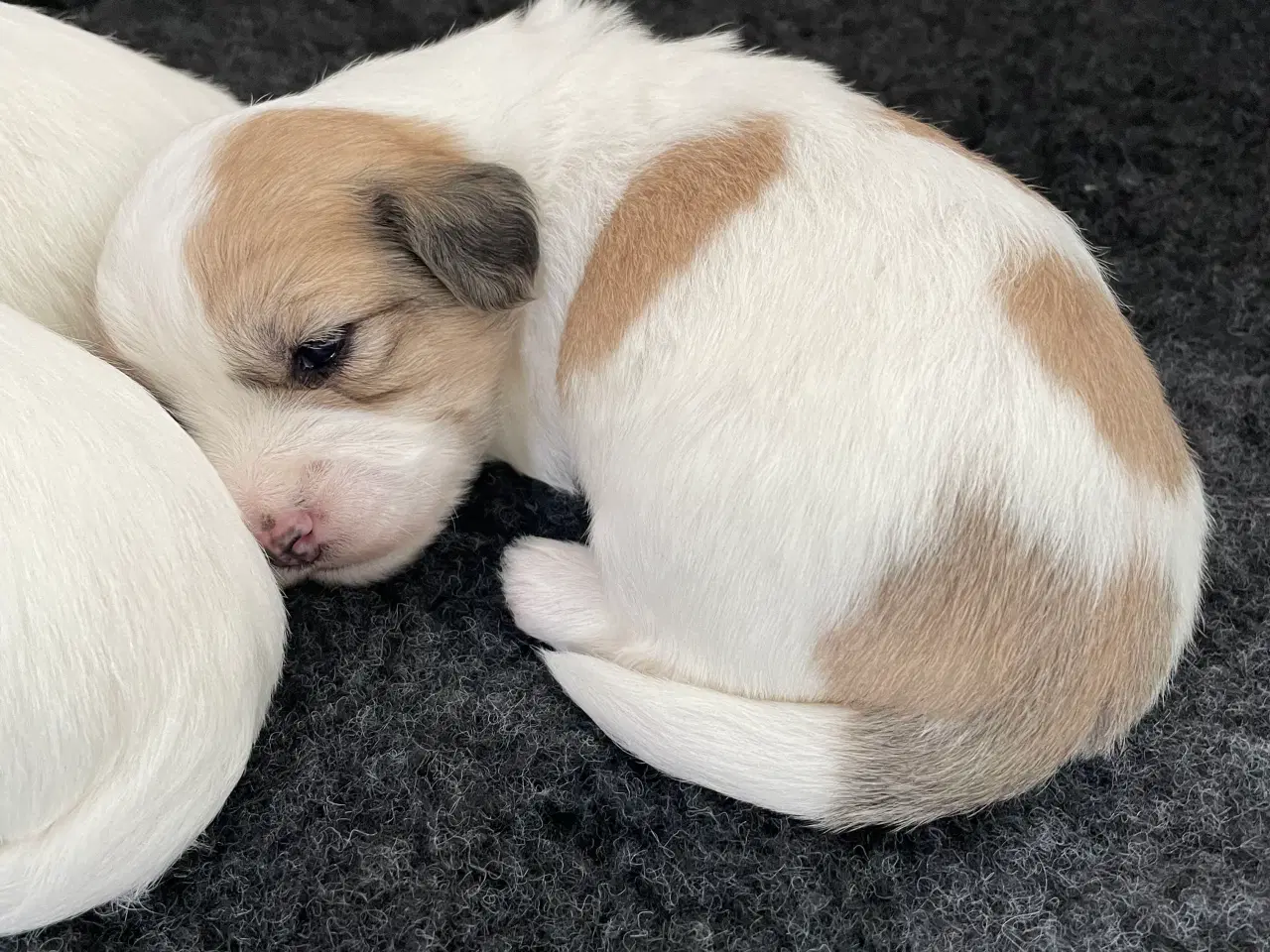 Billede 4 - 3 dejlige coton de tulear hvalpe søger nye familie