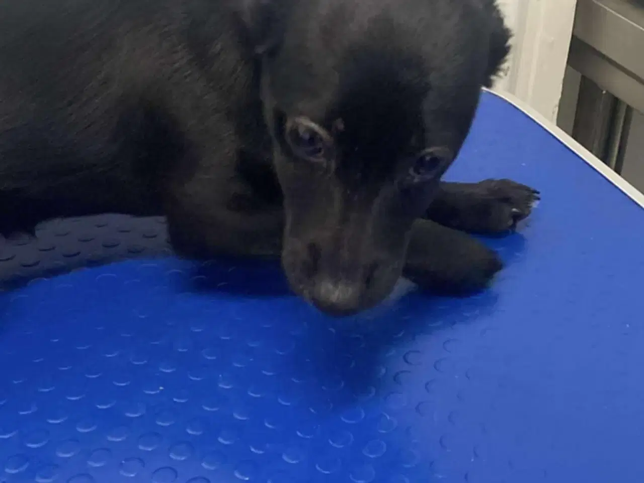 Billede 3 - Smukkeste Chica søger sit eget hjem