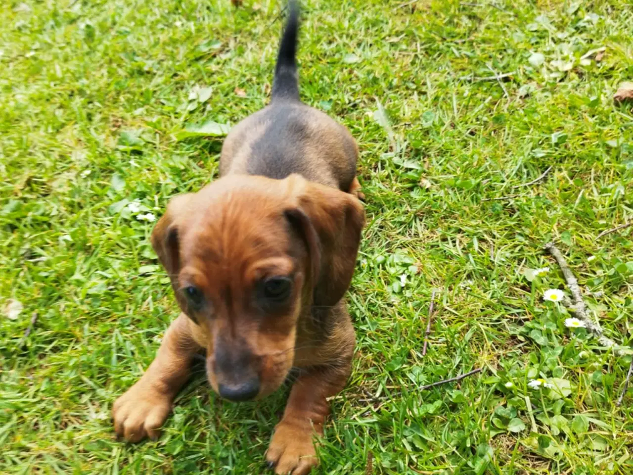 Billede 14 - Danmarks kønneste Gravhunde hvalpe