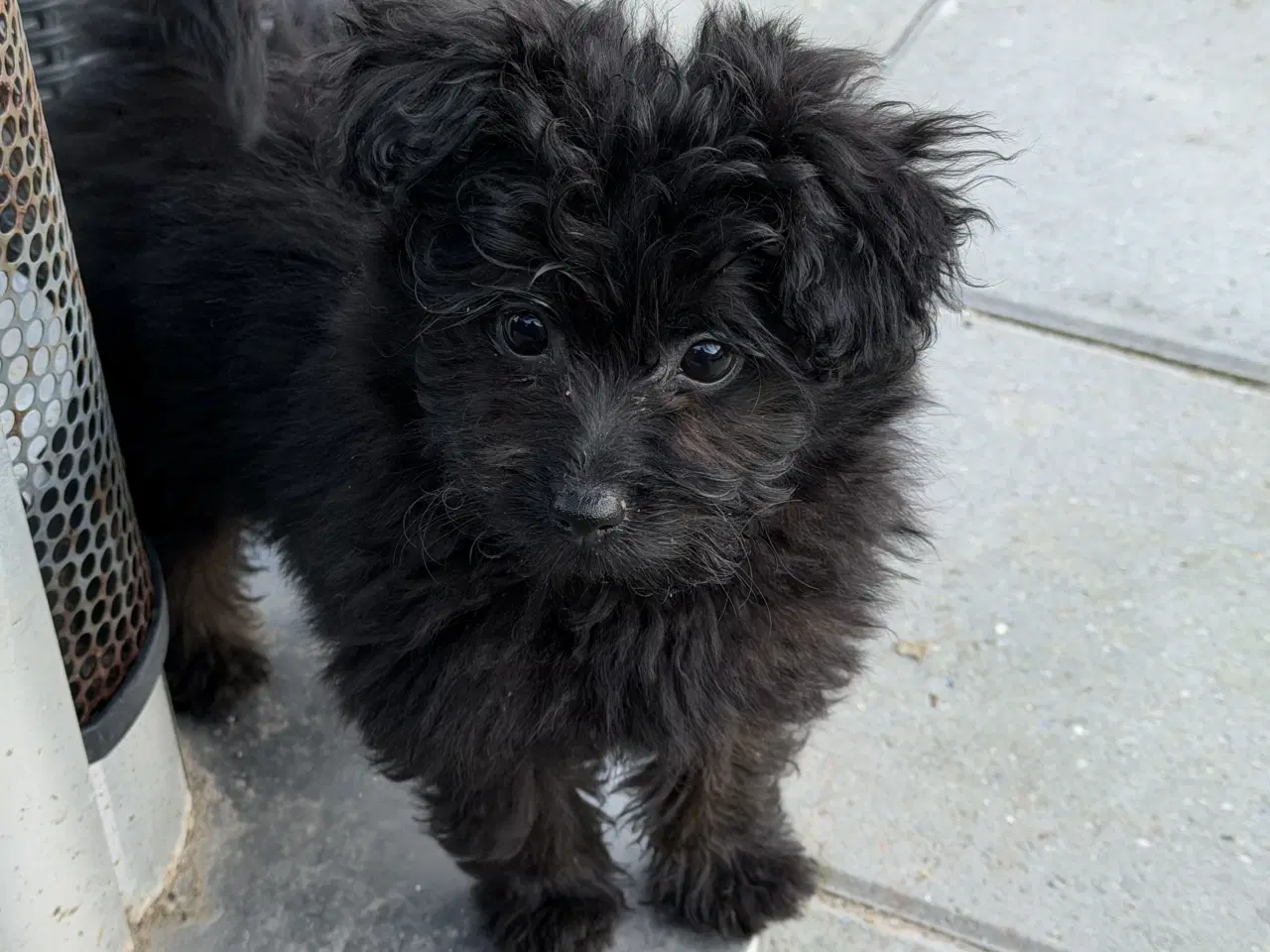 Billede 2 - 🐾 Skønne Pomapoo hvalpe søger deres forever homes