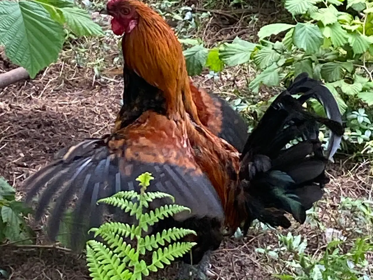 Billede 1 - Kokke/haner