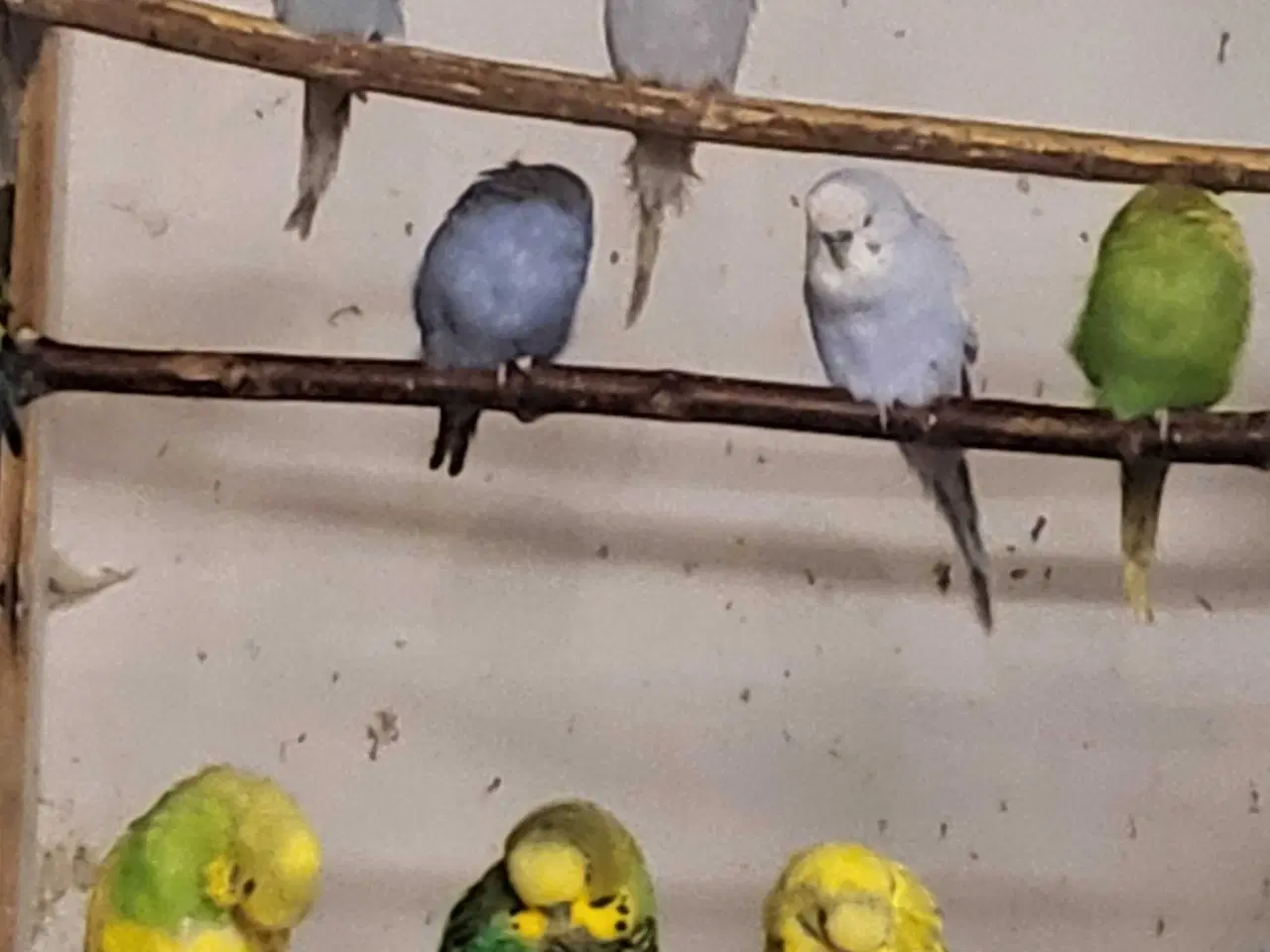 Billede 3 - Australsk undulater 