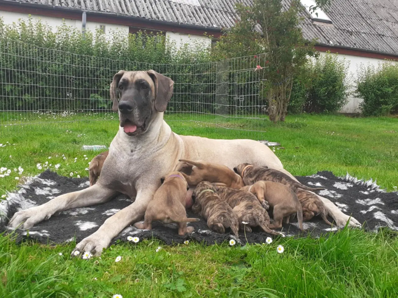 Billede 4 - Grand Danois Hvalpe m/DKK stambog