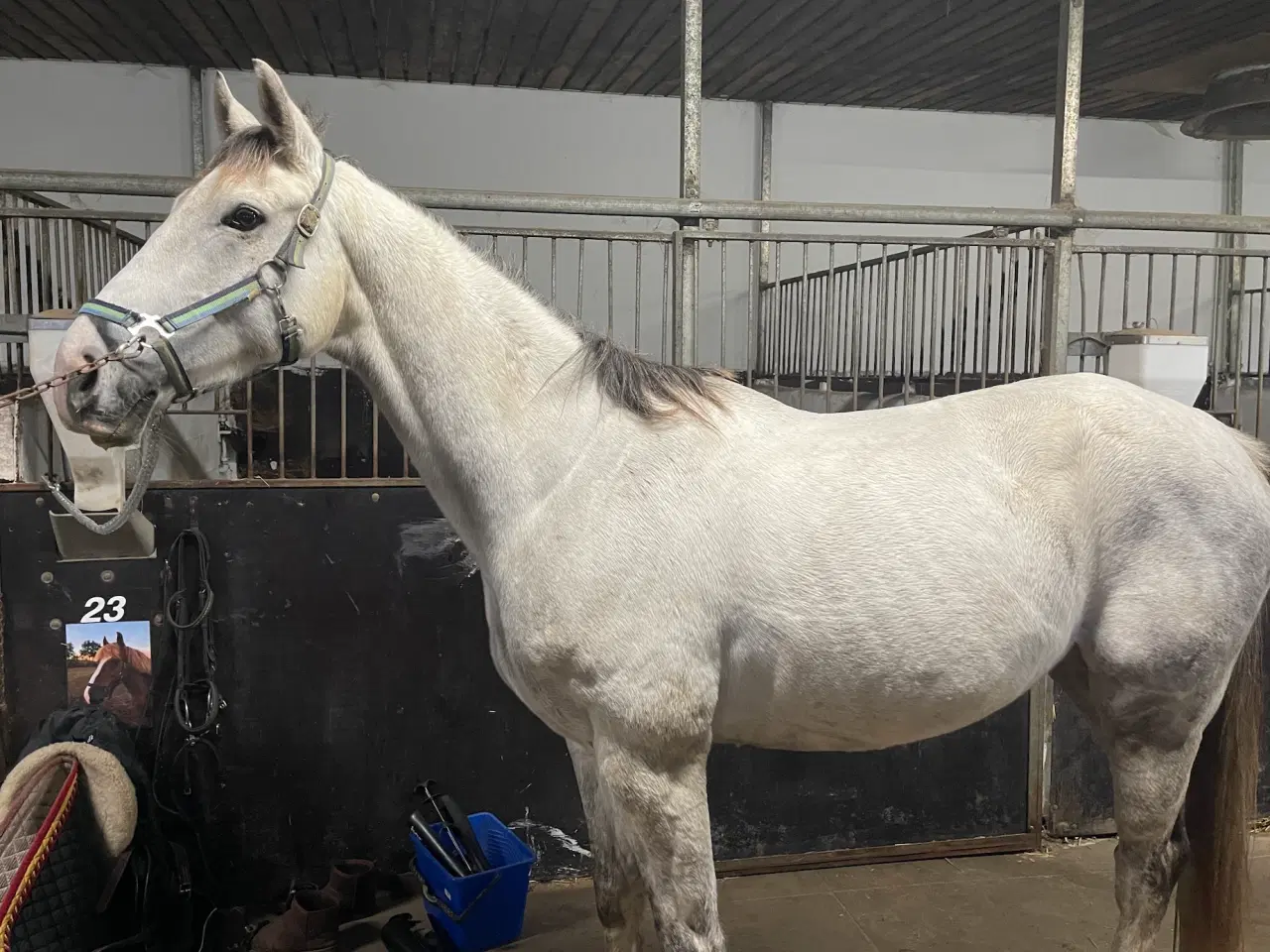 Billede 1 - Grå søger nyt hjem